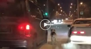 Житель Благовещенска привязал хромую собаку к машине