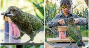 Ученые выяснили, что попугаи понимают основы теории вероятностей (9 фото)