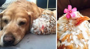 Курица, рожденная без глаз, подружилась со всеми животными на ферме (20 фото)