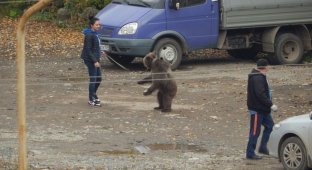 В Перми девушка выгуливала медведя на поводке (4 фото)