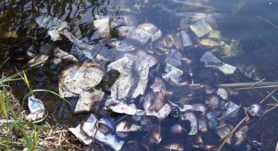 Британец нашёл 60 тыс. фунтов стерлингов в реке (3 фото)