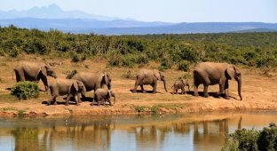 В Ботсване по неизвестной причине гибнут сотни слонов (1 фото)