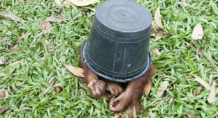  Приют для маленьких орангутангов на Борнео (9 фото)