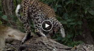 Невероятное отношение леопарда к маленькому бабуину (жесть)