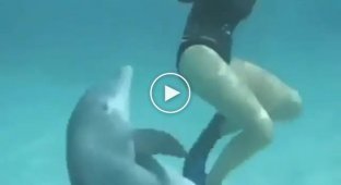 Что будет если не вовремя выйти поплавать с дельфинами