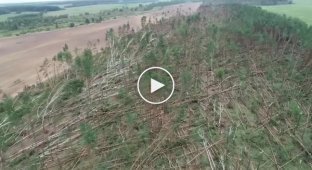 В Белоруссии ветер положил деревья на площади в 90 гектаров
