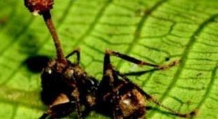 Гипно-грибы делают из муравьев зомби (3 фото + текст)