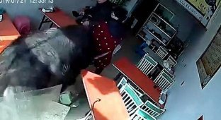 В Китае буйвол на всех парах ворвался в ресторан (3 фото + 1 видео)