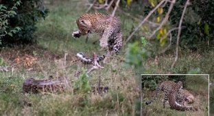 Смертельная схватка: леопард победил питона в жестоком бою (7 фото)