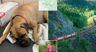 Собака преодолела 200 км тайги, чтобы вернуться к оставившим ее хозяевам (9 фото + 1 видео)