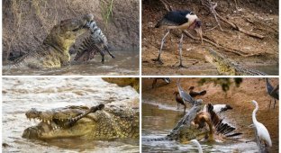 Смертельные челюсти: потрясающие фотографии крокодильей охоты (19 фото)