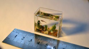 Самый маленький в мире аквариум с рыбками (6 фото + 1 видео)