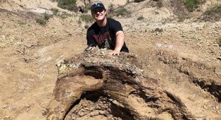 Студент раскопал древнюю находку, которой 65 миллионов лет (2 фото)