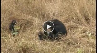 Малыш шимпанзе играет со своим папой