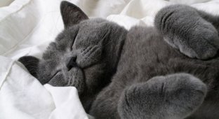Теории о том, почему коты любят спать на людях (4 фото)