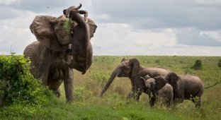 Трагическая встреча буйвола со слоном (5 фото)