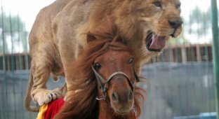 Лошадь, которая катает львов и тигров в Китае (3 фото)