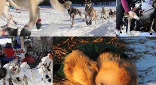 Гонки на собачьих упряжках Iditarod 2011 (21 фото)