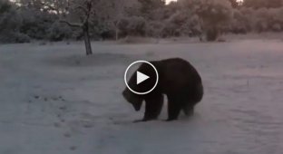 Первое знакомство циркового медведя со снегом