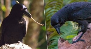 Вороны-крючкотворы: сногсшибательное открытие британских биологов! (7 фото)