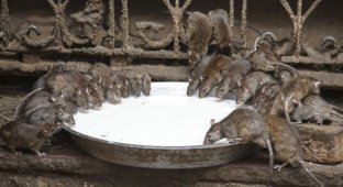 Шри Карни Мата или храм 20000 крыс (21 фото)