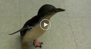 Забавный крошечный пингвин боится щекотки