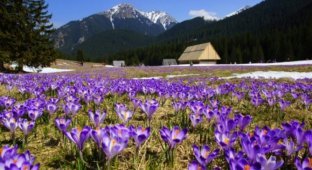 Весна в Западной Украине: Когда цветет Закарпатье