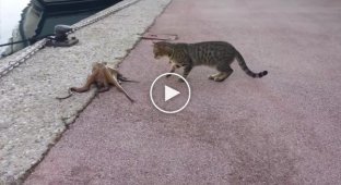 Кот против осьминога
