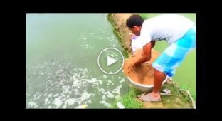 Кормление рыб на рыбразводнике в Индии
