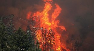 Пожары в Калифорнии (18 фото)