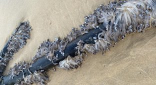 Живая труба на пляже (6 фото + 1 видео)