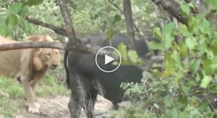 Подкравшийся к буйволу лев был вынужден спасаться бегством