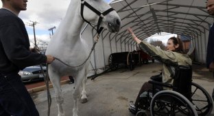 Лошади помогают солдатам (23 фото)