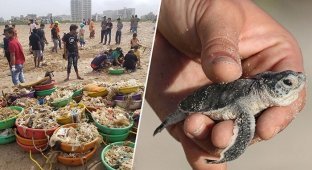 С пляжа в Индии убрали 5000 тонн мусора, чтобы спасти черепах (7 фото)