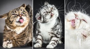 Забавные фотографии отряхивающихся кошек (12 фото)
