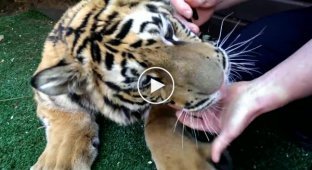 Железные нервы, чтобы вырвать зуб у тигра