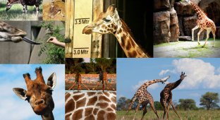 10 фактов о жирафах