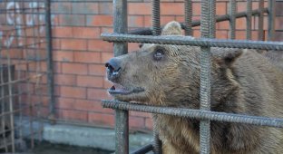 Ужасные условия жизни сочинских медведей, привлекающих посетителей в ресторан (5 фото)