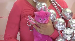 Перекрашенный Леной Лениной в розовый цвет котенок погиб от интоксикации (5 фото)