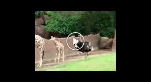 Страус издевается над Жирафом