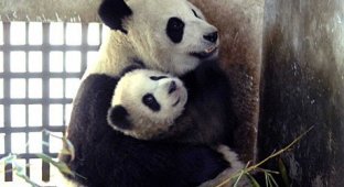 Детёныши панды (4 фото)