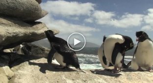 Неуклюжие пингвины