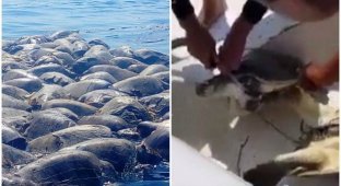 Около 300 морских черепах, находящихся под угрозой исчезновения, погибли в рыболовных сетях (4 фото + 1 видео)