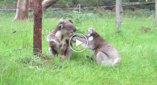 Разборки коал