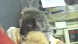 Крошечная коала завтракает