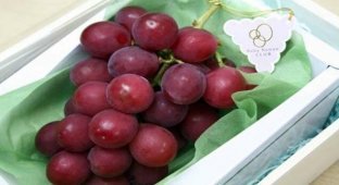Самый дорогой в мире сорт винограда (2 фото)