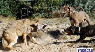 Собаки против койота
