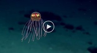 В Марианской впадине обнаружили новый вид медуз