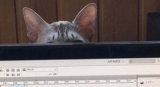 Японец показал, как он защищает компьютер от своей кошки (14 фото)