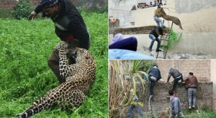 Леопард шесть часов держал в страхе жителей индийского города (13 фото + 1 видео)